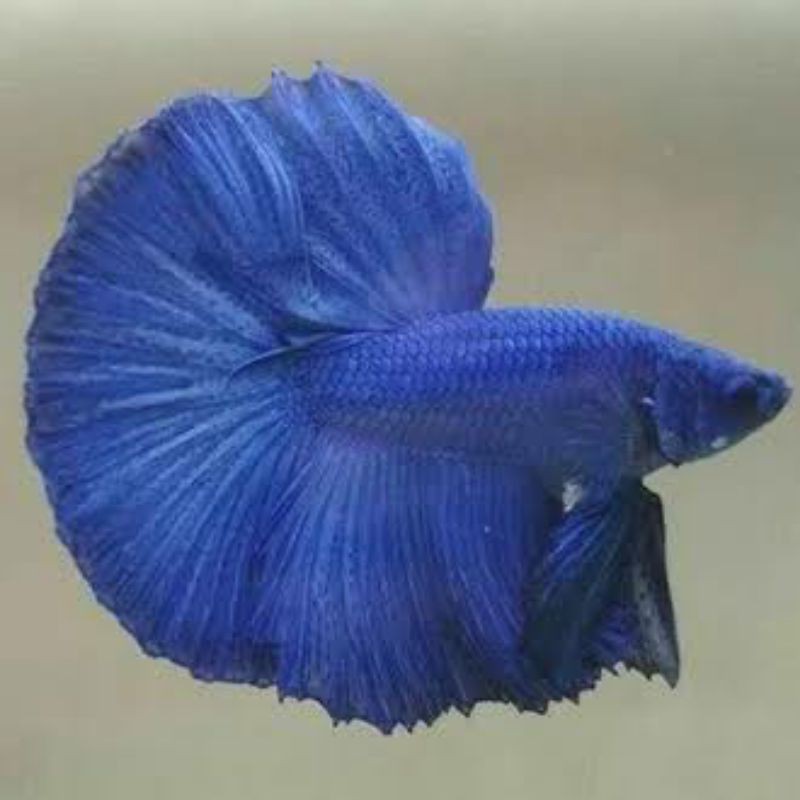 ikan cupang halfmoon