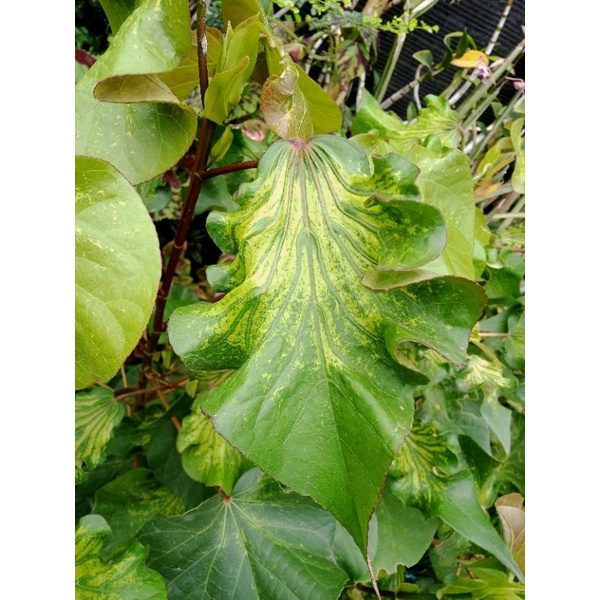 Bibit bonsai Waru Wayang