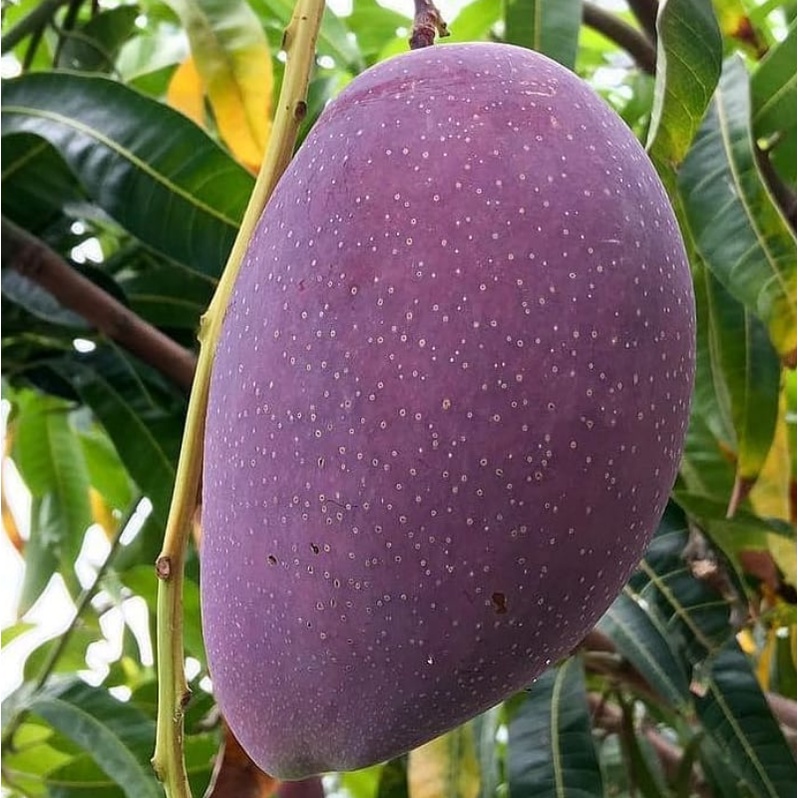 Pohon Mangga Irwin Bibit Unggulan Super Cepat Berbuah ( GARANSI )