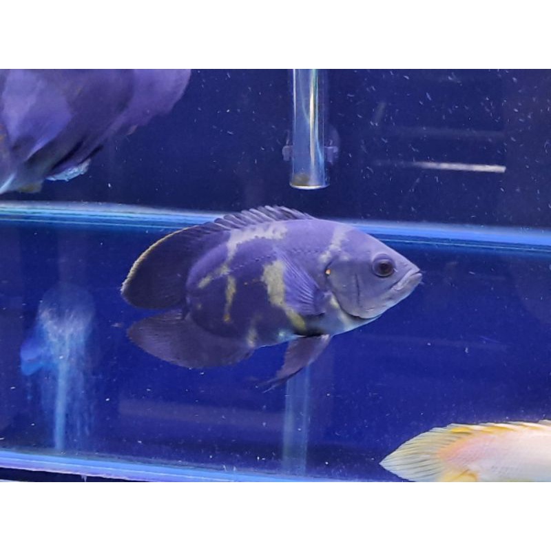 Ikan Oscar No tail / Ikan Tankmate Unik 3 jari | omnifishstore