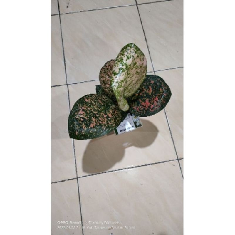 Aglonema Anakan Ruby kura