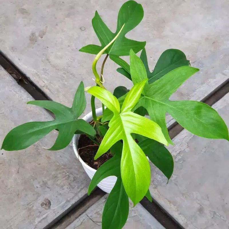 MURAH Tanaman hias philodendron Florida Ghost - philo Florida ghost Beauty - philo merpati