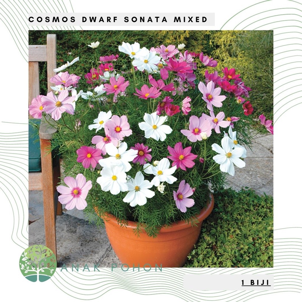 Benih Bibit Biji - Bunga Cosmos Dwarf Sonata Mixed Flower Seeds - IMPORT