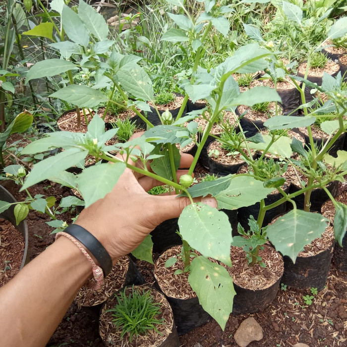 tanaman herbal ciplukan - pohon herbal - tanaman obat ciplukan