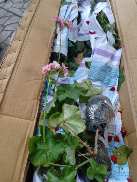 Tanaman Hias Geranium Merah Putih Pink Salem