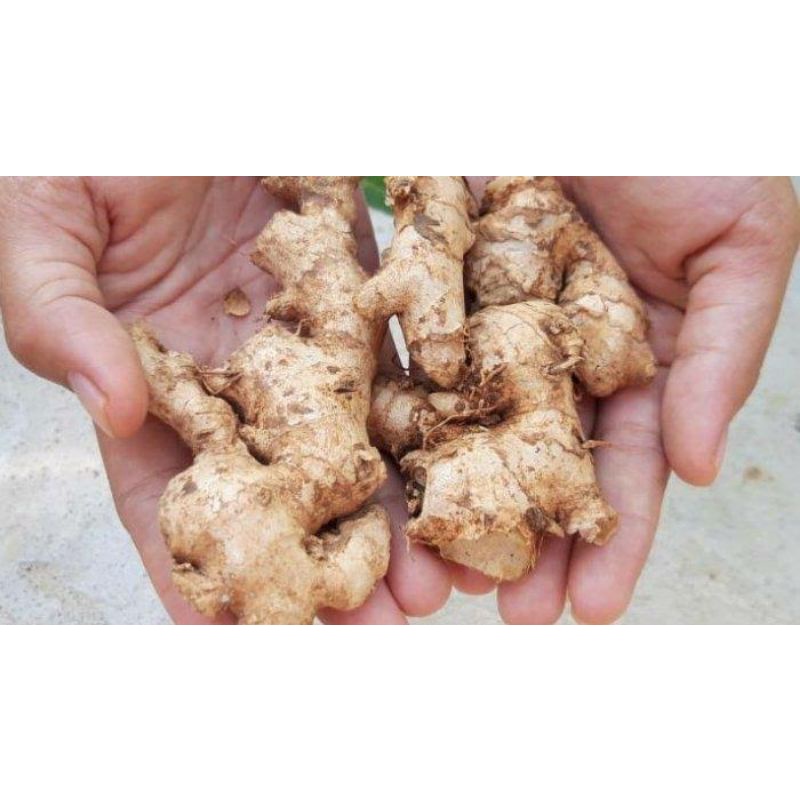 

JAHE EMPRIT SEGAR DARI KEBUN OBAT HERBAL 1kg,