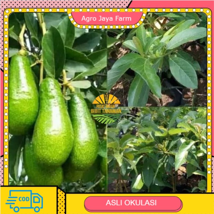 Bibit alpukat pluwang - alpukat greenstar