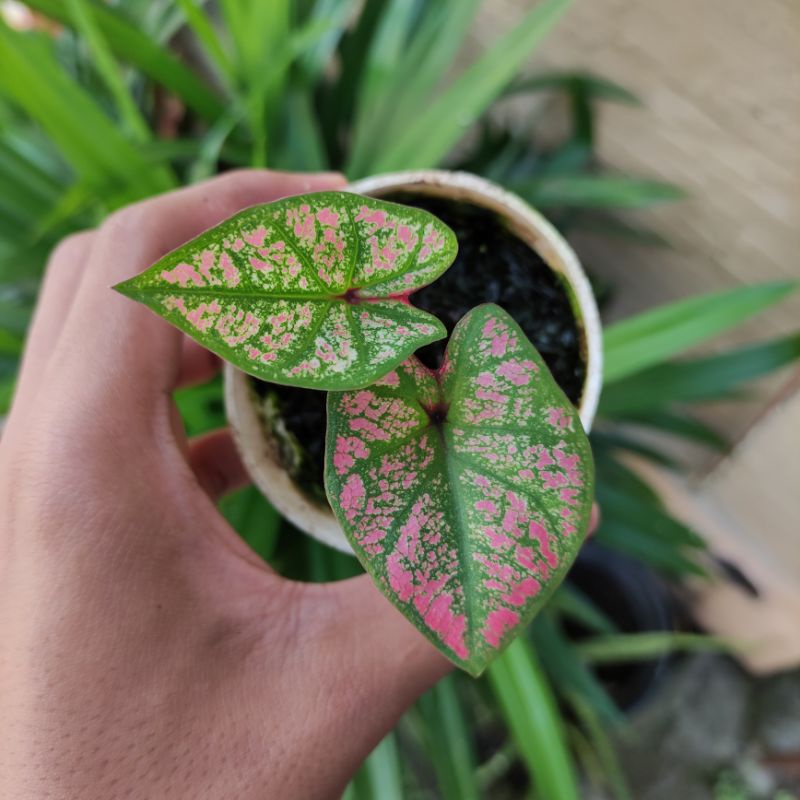 BISA COD Keladi Caladium Hybrid Pink  - Tanaman Hias Daun Pohon Bunga Hidup Murah Merah Pink Putih Kuning Hitam Hijau Import Lokal Thailand Hybrid Umbi Bibit Anakan Wayang Tengkorak Amazon