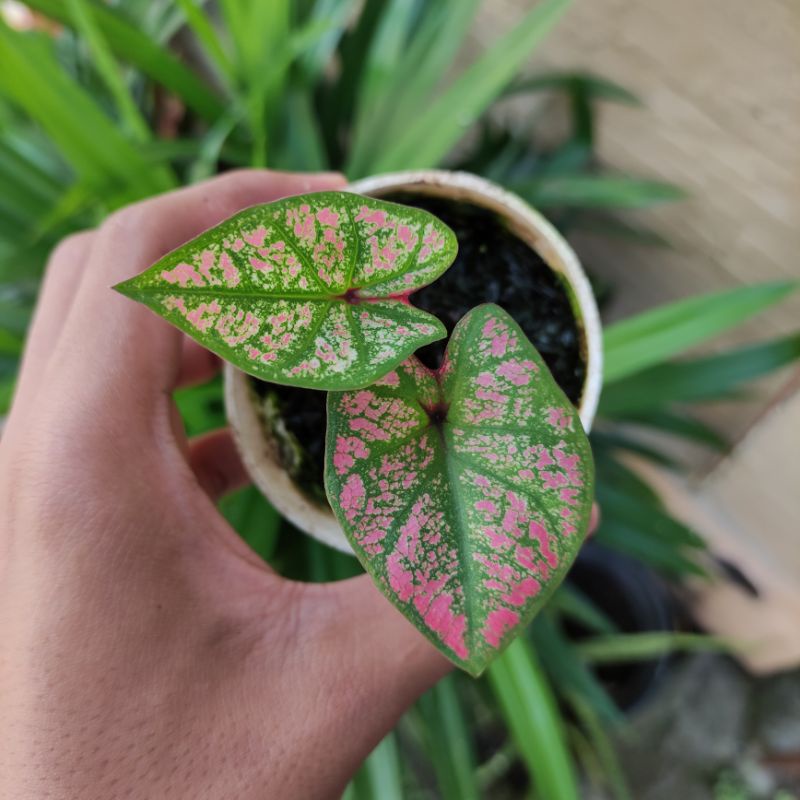 BISA COD Keladi Caladium Hybrid Pink  - Tanaman Hias Daun Pohon Bunga Hidup Murah Merah Pink Putih K