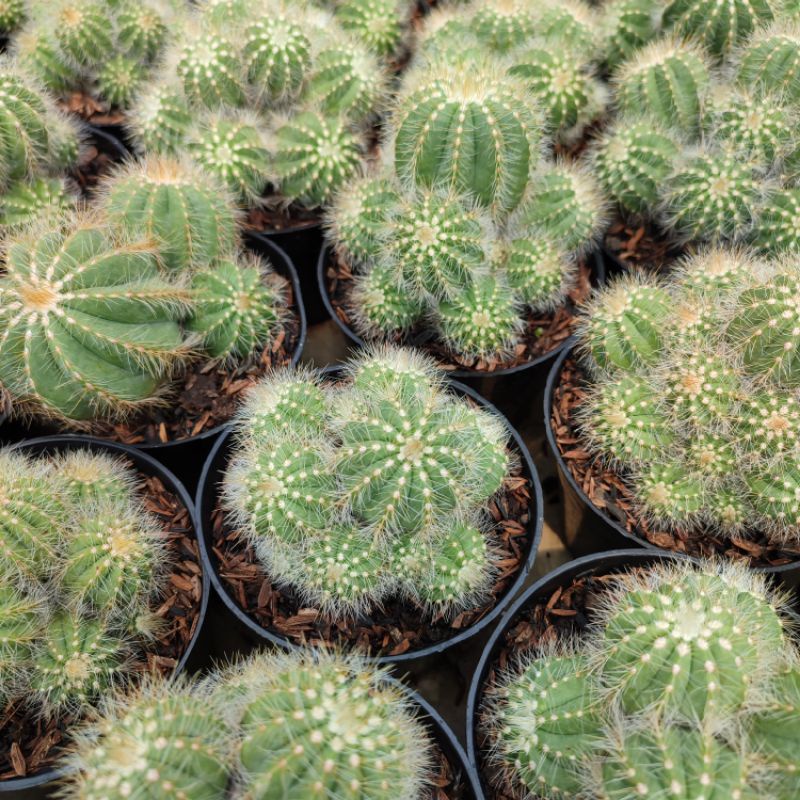 Notocactus Cluster Ownroot | D 10cm