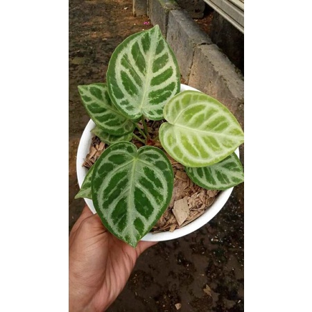 kuping gajah dorayaki silver blush