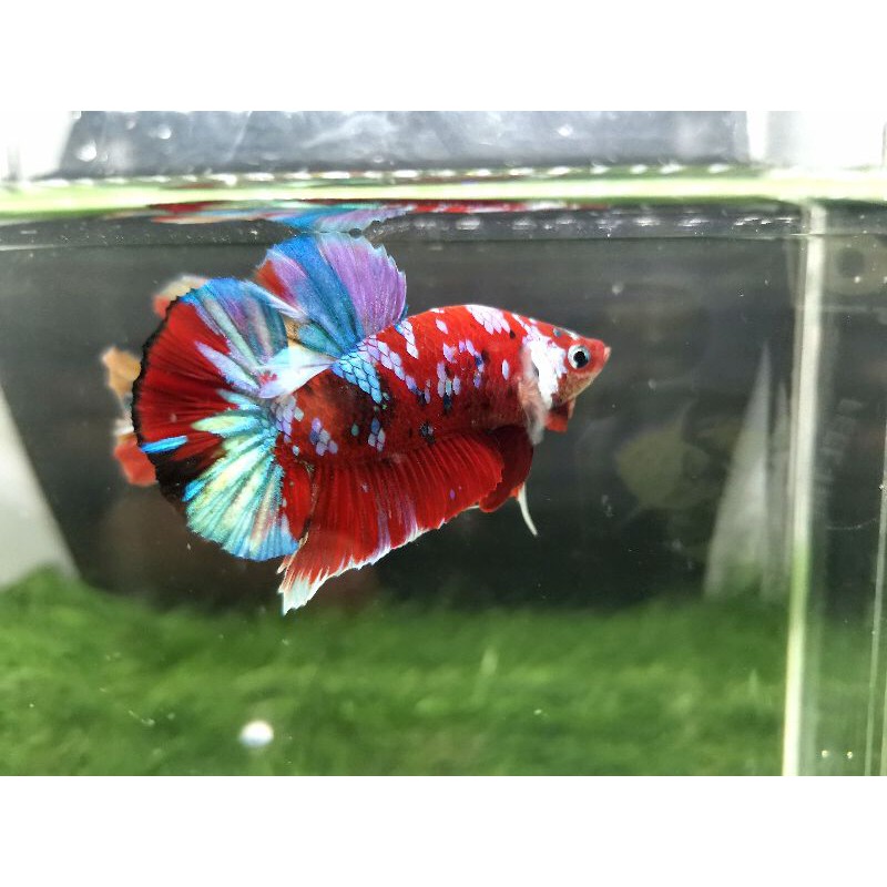 anakan red koi multy galaxy (bahanan)