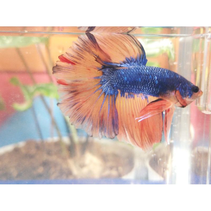 ikan cupang hias halfmoon nemo