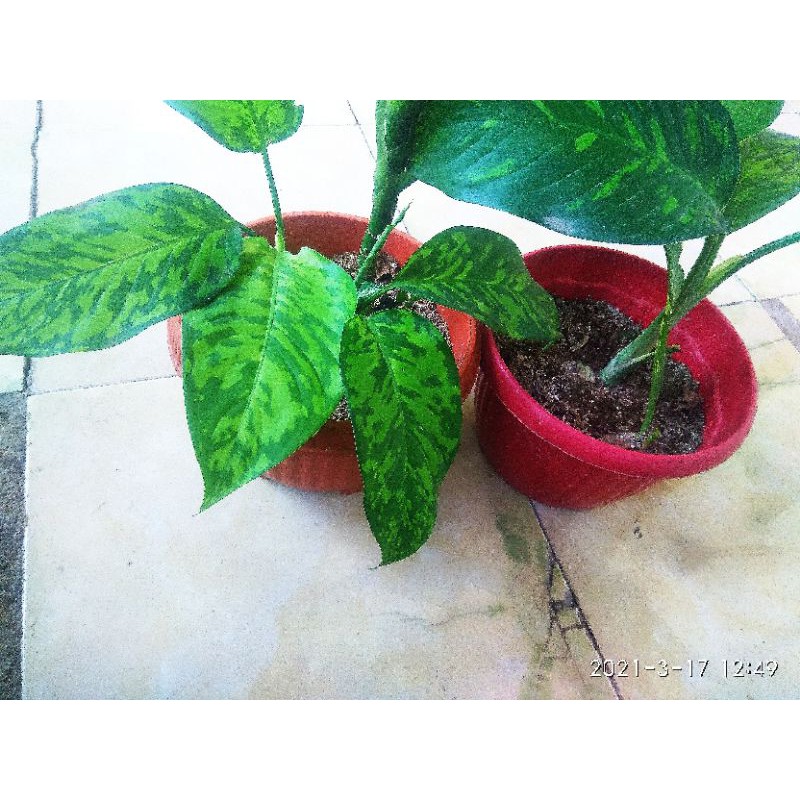 Promo Tanaman Hias Termurah//Adelonema walisii/ Homalomena Army