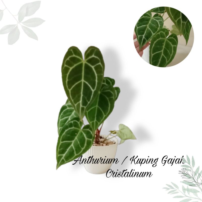 Tanaman Hias Anthurium Cristalinum/Kuping Gajah Cristalinum