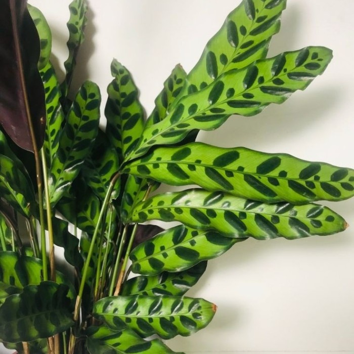 PROMO!! Tanaman Hias Calathea Lancifolia - Calathea Indoor Plants