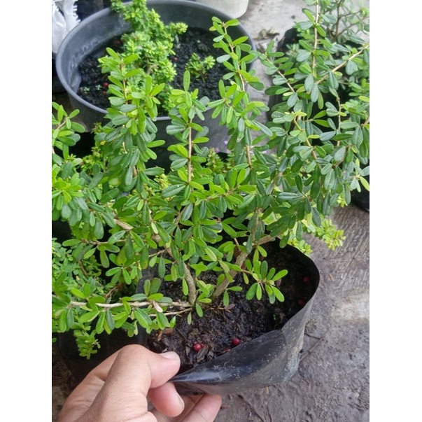 Saeng Simbur Super Mikro Vietnam