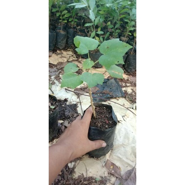 Bibit Bahan Bonsai Waru Landak/Belanda