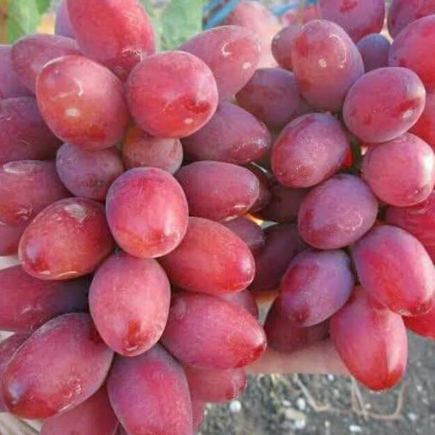 Entress Anggur Import