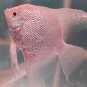 Hiasan Aquarium/Manfish Platinum Jumbo Fish Aquascape Berkualitas