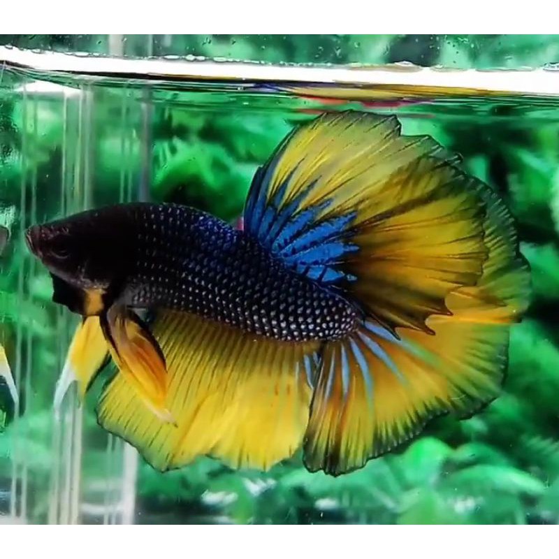 Ikan Cupang Halfmoon Mustard Gas