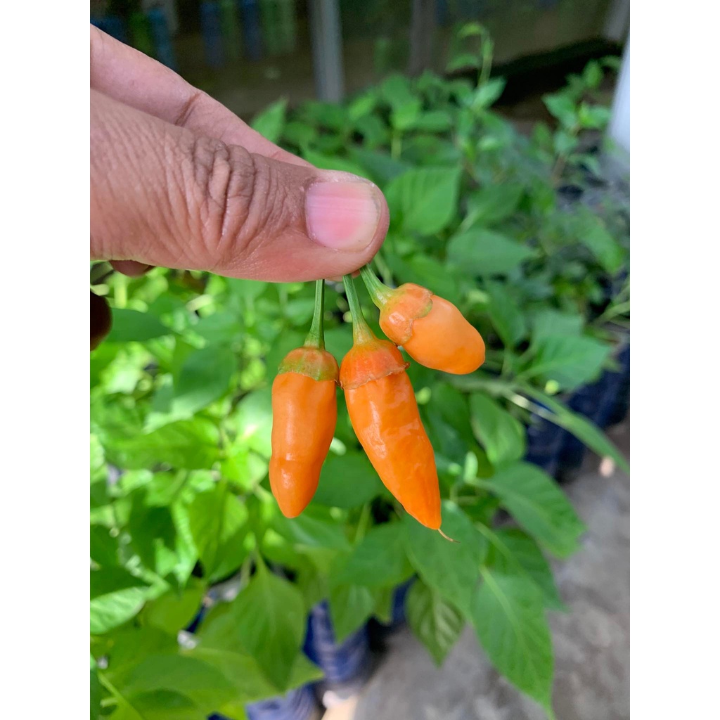 Benih Bibit Biji - Cabai BBG Bubblegum Orange Pepper Cabe Seeds