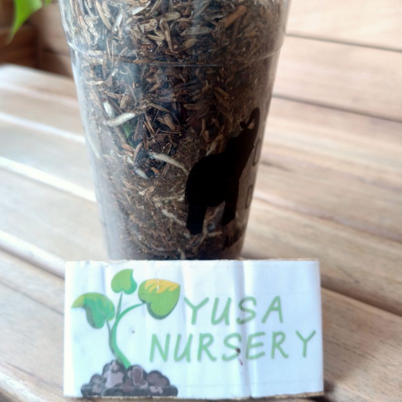Monstera Siap Pajang