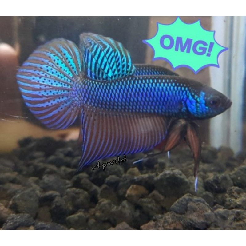 Wild Betta Smaragdina Rainbow