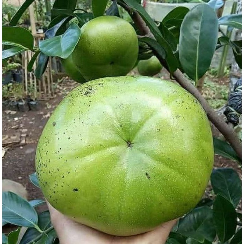 

buah black sapote jumbo