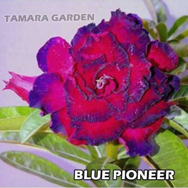 Bibit Bunga Kamboja Adenium Blue Pioneer - Tanaman Hias