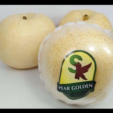 

PIR GOLDEN