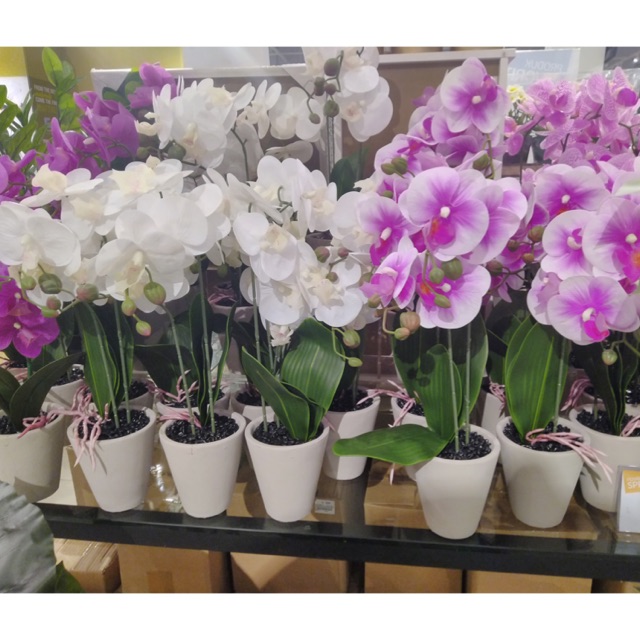 Anggrek artificial informa