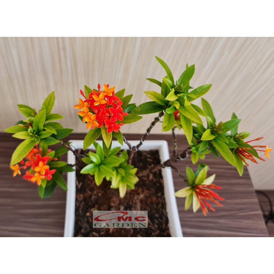 Tanaman Hias Bonsai Bonsae Mame Soka Mini Asoka Jepang Ixora Orange Oranye B-SMO-003