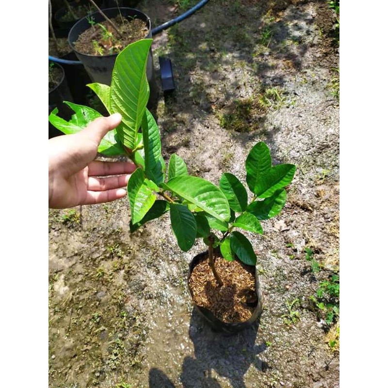 

jambu getas nerah