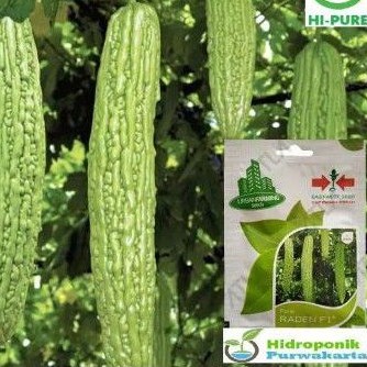 

PARIA RADEN F1 (Hybrid Produksi Tinggi)