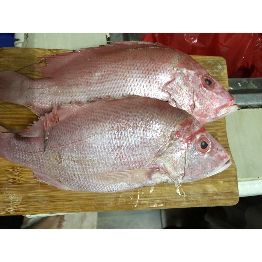

Ikan Kakap Merah