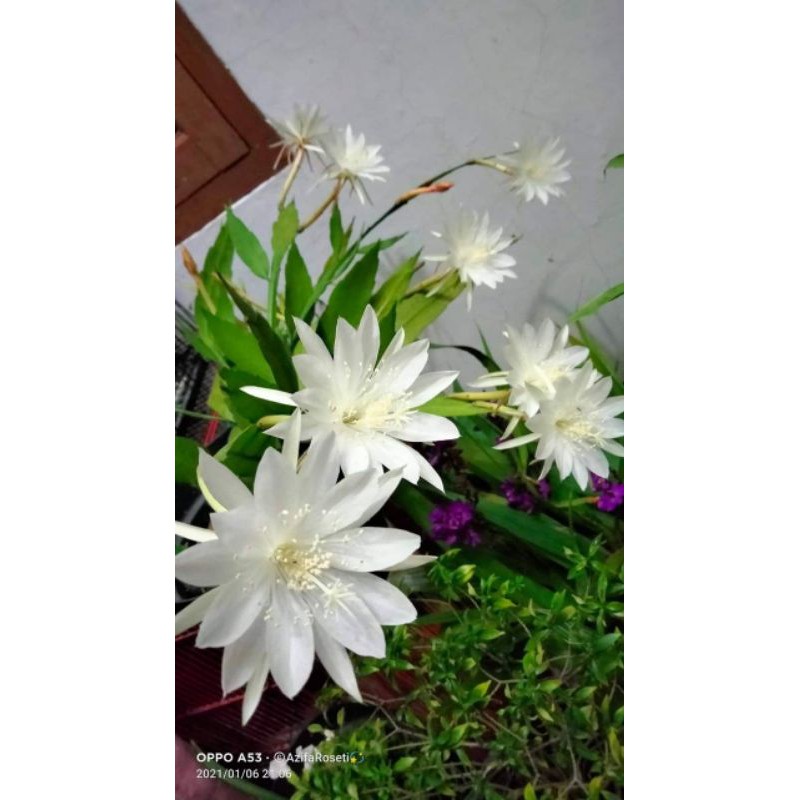 vijaya kusuma (bunga putih kecil)