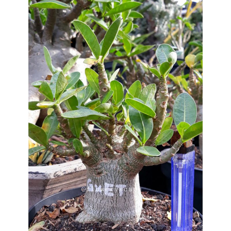 Adenium godji / adenium emerald tank