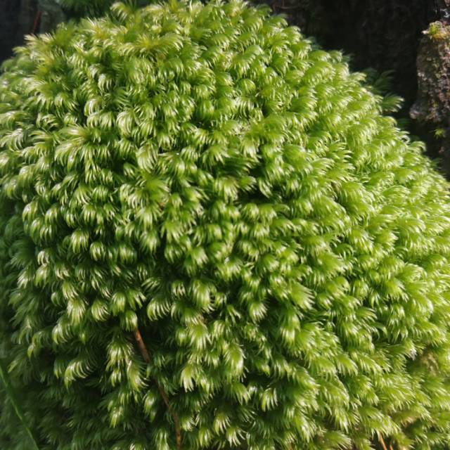 LUMUT HIDUP / FORES MOSS 1 KG