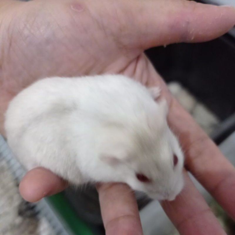 Hamster winter white remaja gembul.