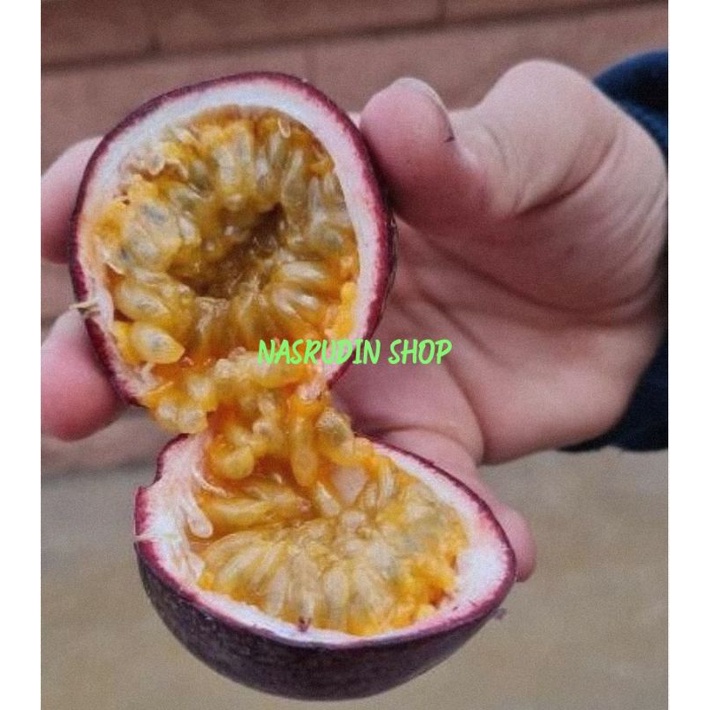 

[Fresh] BIBIT BIJI MARKISA MERAH 100 BIJI SIAP SEMAI / BIBIT BIJI BUAH MARKISA MERAH