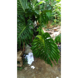 Bonggol Monstera  King  Deliciosa Shopee Indonesia