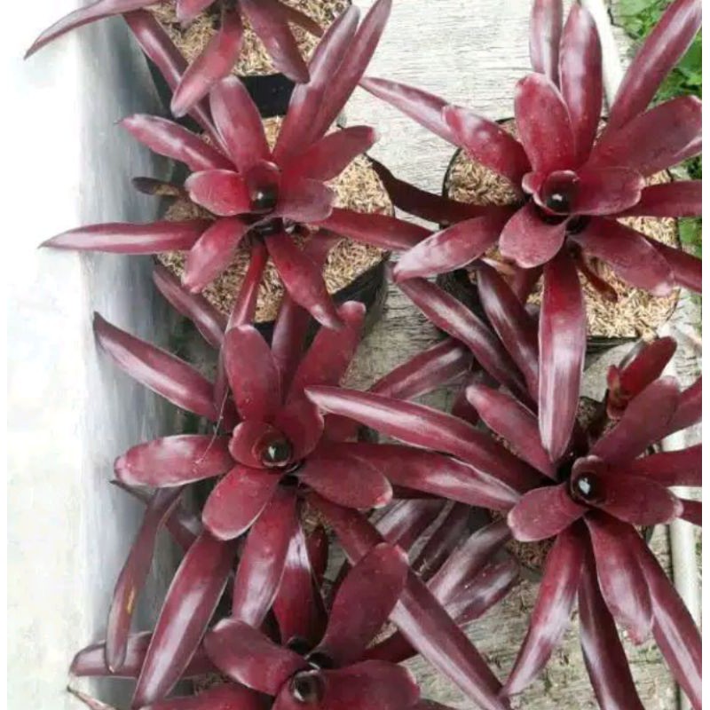 Bromelia merah besar