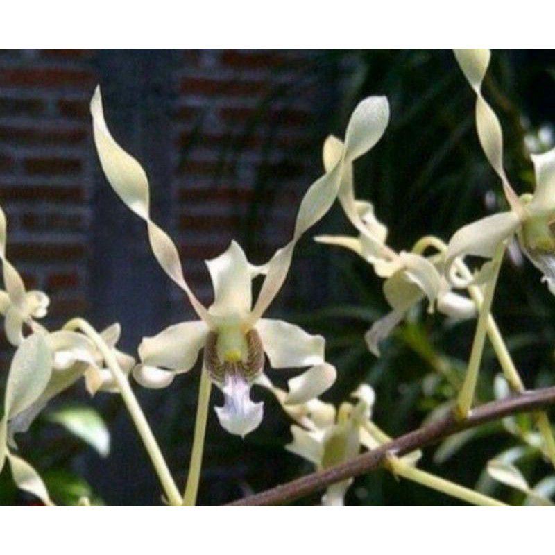 ANGGREK DENDROBIUM KERITING GOULDII WHITE SUDAH SPIKE/KNOP