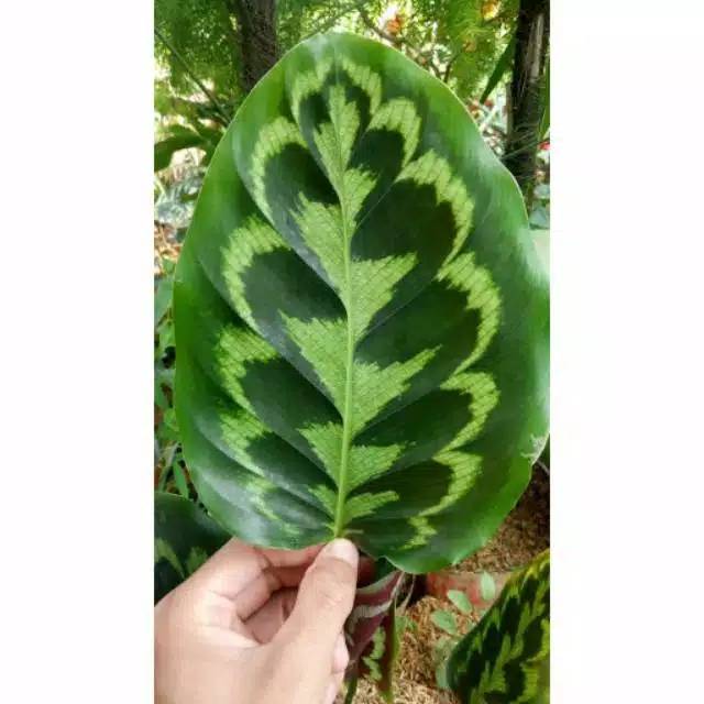 TANAMAN HIAS CALATHEA VEITCHIANA