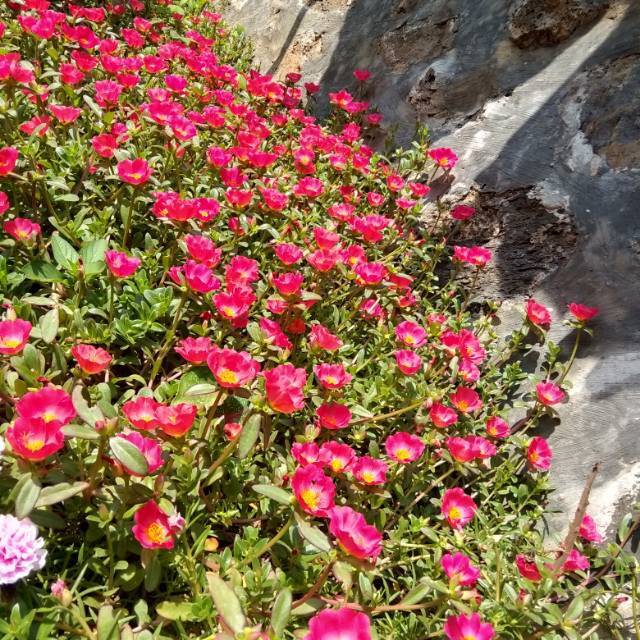 Stek bunga krokot ,mossros,portulaca 500/stek