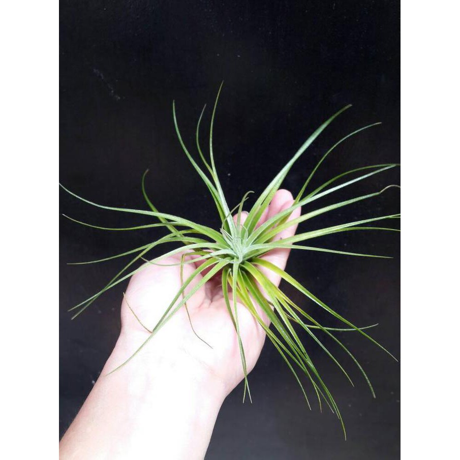 Produk Ready Tillandsia Cotton Candy (Houston)