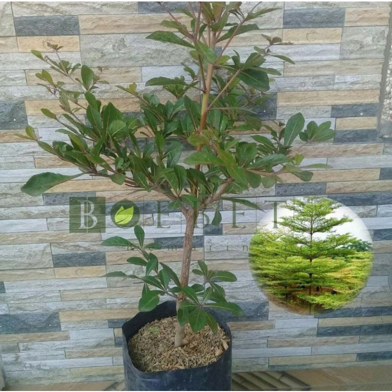 Bibit tanaman ketapang kencana-pohon ketapang kencana hijau-ketapang kencana-kembang hidup-tanaman h