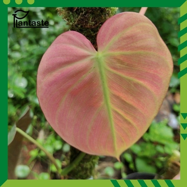 Tanaman Hias - Philodendron Micans Melano Pink (Limited)