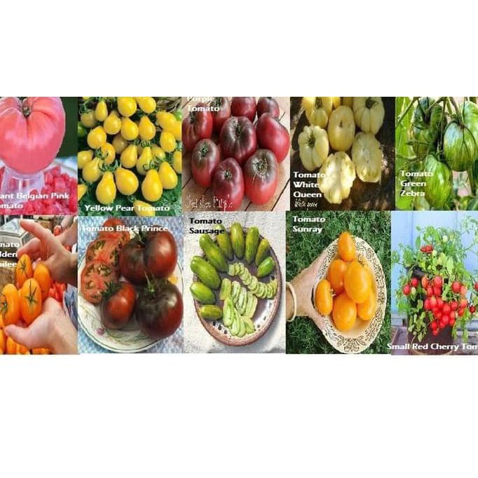 

UNIK Paket Hemat Benih / Bibit / Biji Sayur Tomat isi 10 Jenis Tomat Langka 2 SEPTEMBER